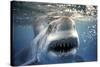 Great White Pointer Shark-null-Stretched Canvas