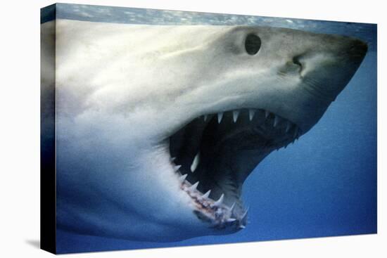 Great White Pointer Shark-null-Stretched Canvas