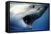 Great White Pointer Shark-null-Framed Stretched Canvas