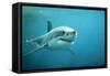 Great White Pointer Shark-null-Framed Stretched Canvas