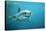 Great White Pointer Shark-null-Stretched Canvas