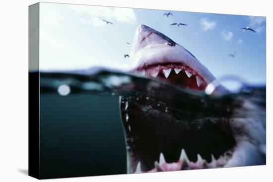 Great White Pointer Shark-null-Stretched Canvas