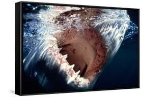 Great White Pointer Shark-null-Framed Stretched Canvas