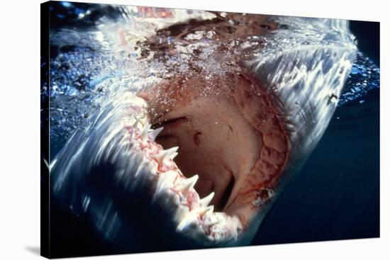 Great White Pointer Shark-null-Stretched Canvas