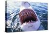 Great White Pointer Shark-null-Stretched Canvas