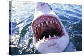 Great White Pointer Shark-null-Stretched Canvas