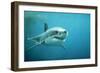 Great White Pointer Shark-null-Framed Photographic Print