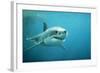 Great White Pointer Shark-null-Framed Photographic Print