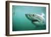 Great White Pointer Shark-null-Framed Photographic Print