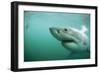 Great White Pointer Shark-null-Framed Photographic Print