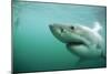 Great White Pointer Shark-null-Mounted Photographic Print