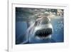 Great White Pointer Shark-null-Framed Photographic Print