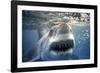 Great White Pointer Shark-null-Framed Photographic Print