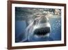 Great White Pointer Shark-null-Framed Photographic Print