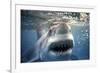 Great White Pointer Shark-null-Framed Photographic Print