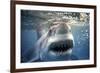 Great White Pointer Shark-null-Framed Photographic Print