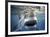 Great White Pointer Shark-null-Framed Photographic Print