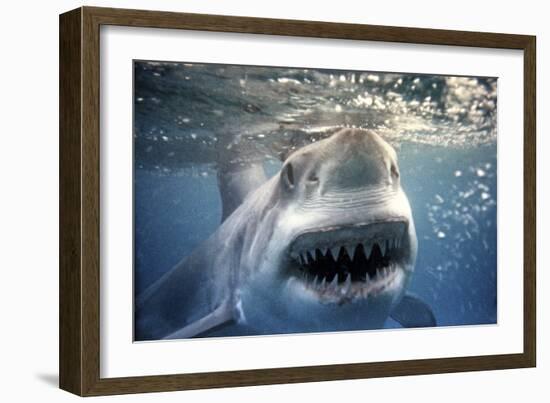 Great White Pointer Shark-null-Framed Photographic Print