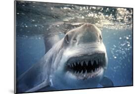 Great White Pointer Shark-null-Mounted Photographic Print