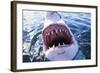 Great White Pointer Shark-null-Framed Photographic Print