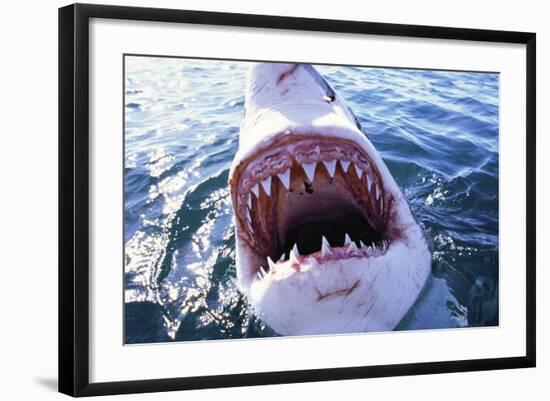 Great White Pointer Shark-null-Framed Photographic Print