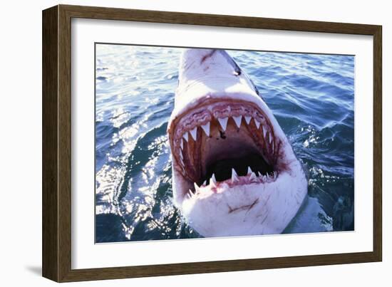 Great White Pointer Shark-null-Framed Photographic Print