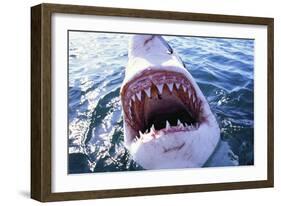 Great White Pointer Shark-null-Framed Photographic Print