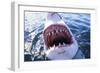 Great White Pointer Shark-null-Framed Photographic Print