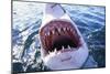 Great White Pointer Shark-null-Mounted Photographic Print