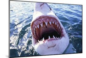 Great White Pointer Shark-null-Mounted Photographic Print