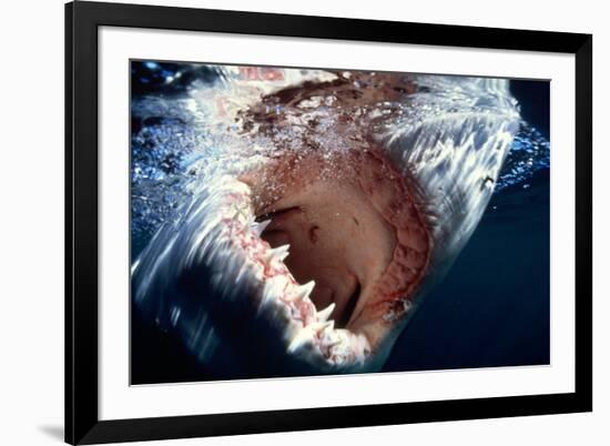 Great White Pointer Shark-null-Framed Photographic Print