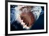 Great White Pointer Shark-null-Framed Photographic Print