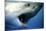 Great White Pointer Shark-null-Mounted Photographic Print