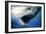 Great White Pointer Shark-null-Framed Photographic Print