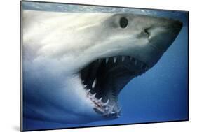 Great White Pointer Shark-null-Mounted Photographic Print