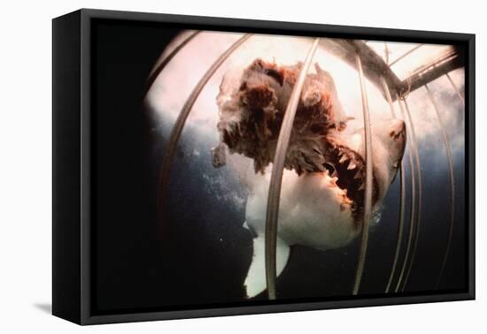 Great White Shark Attacking Horsemeat-null-Framed Stretched Canvas