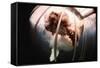 Great White Shark Attacking Horsemeat-null-Framed Stretched Canvas