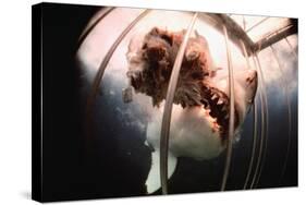 Great White Shark Attacking Horsemeat-null-Stretched Canvas