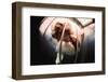 Great White Shark Attacking Horsemeat-null-Framed Photographic Print