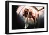 Great White Shark Attacking Horsemeat-null-Framed Photographic Print