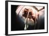 Great White Shark Attacking Horsemeat-null-Framed Photographic Print