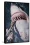 Great White Shark Biting Bait Line-DLILLC-Framed Stretched Canvas