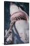 Great White Shark Biting Bait Line-DLILLC-Stretched Canvas