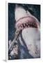 Great White Shark Biting Bait Line-DLILLC-Framed Photographic Print