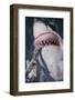 Great White Shark Biting Bait Line-DLILLC-Framed Photographic Print