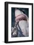 Great White Shark Biting Bait Line-DLILLC-Framed Photographic Print