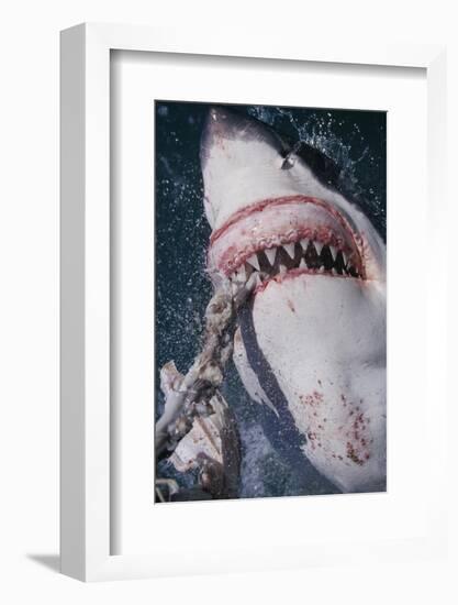 Great White Shark Biting Bait Line-DLILLC-Framed Photographic Print