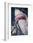 Great White Shark Biting Bait Line-DLILLC-Framed Photographic Print