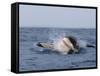 Great White Shark, Breaching, Seal Island, False Bay, Cape Town-Ann & Steve Toon-Framed Stretched Canvas