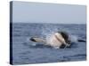 Great White Shark, Breaching, Seal Island, False Bay, Cape Town-Ann & Steve Toon-Stretched Canvas